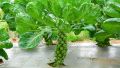 ছোট জাতের বাঁধাকপি / Brussel Sprouts RePack 10pcs. 