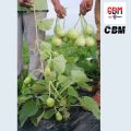 Bindu Lau (15 Seeds) - F-1 Hybrid Bottle Gourd Seeds - বিন্দু লাউ. 
