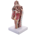 Human Anatomical Nasal Cavity Throat Anatomy Model For Science Classroom Study Display Teaching Model. 