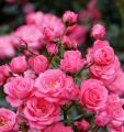 Global Rare Mary Colorful Rose Flower Tree Seeds - 30+ Seeds. 