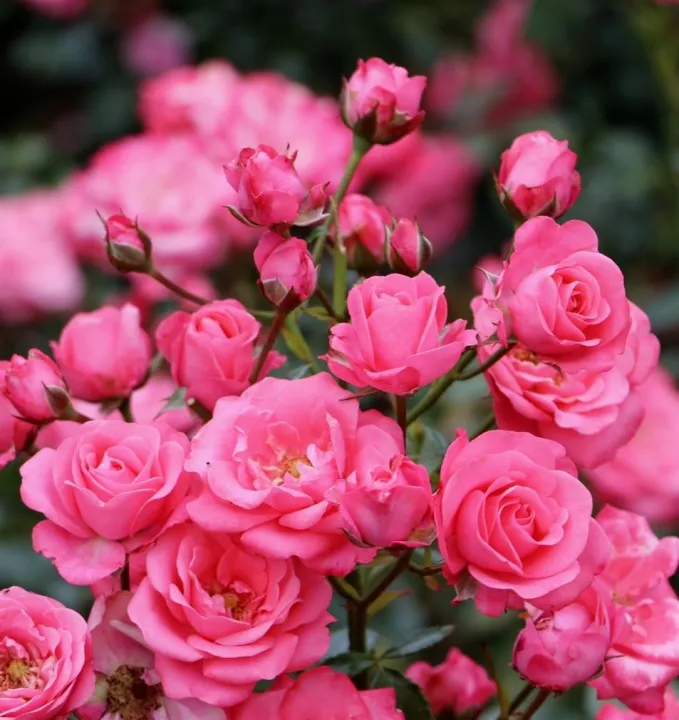 Global%20Rare%20Mary%20Colorful%20Rose%20Flower%20Tree%20Seeds%20-%2030+%20Seeds%20-%20Image%206