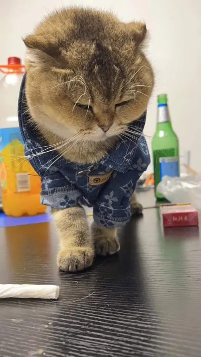 Pet%20denim%20shirt,%20large%20dog%20with%20golden%20fur,%20expensive%20Samo%20puppy%20clothing,%20teddy%20bear,%20Pomeranian%20autumn%20and%20winter%20thick%20fashion%20label%20-%20Image%203