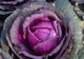 Purple cabbage seeds, Mid-early maturity - 100 seeds.