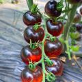 Black Beauty Cerry Tomato - 33+ Seeds All Season. 