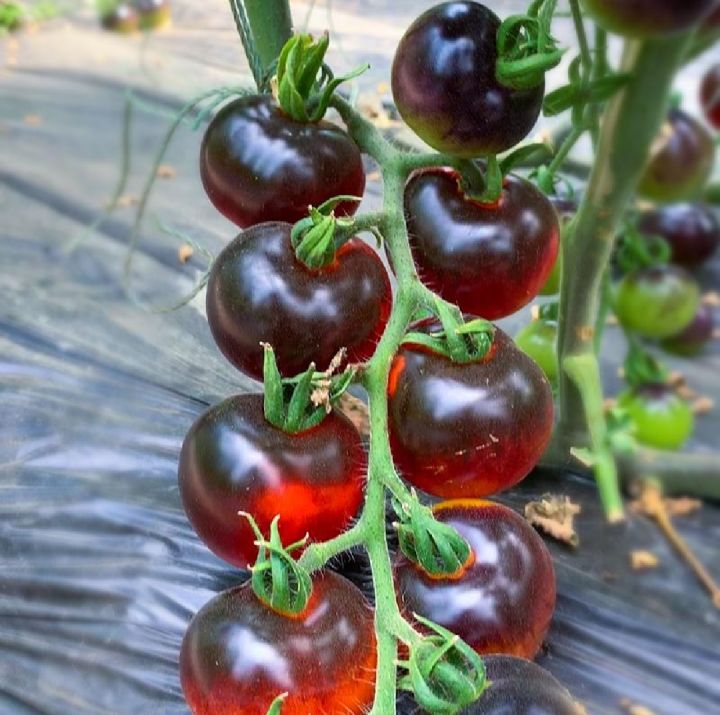 Black%20Beauty%20Cerry%20Tomato%20-%2033+%20Seeds%20All%20Season%20-%20Image%202