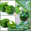 Versatile - Hybrid Green Capsicum Seeds 22 Pices + gift- Tremendously Adaptable and flexible - Indicating Upscale lifestyle.
