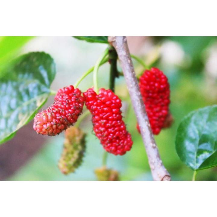 Red Mulberry Seeds Long Mulberry Bonsai For Garden-30Pcs seeds