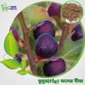 All Season Fig Seeds 30 Pis + Gift. 