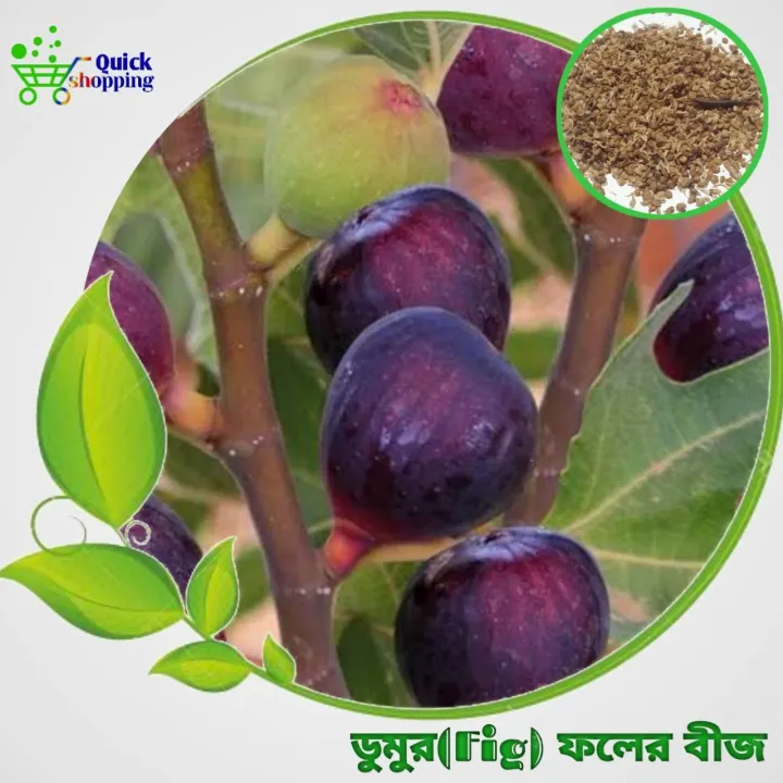 All%20Season%20Fig%20Seeds%2030%20Pis%20+%20Gift%20-%20Image%202