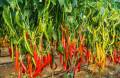 All Season Bijlee Chili Seeds 60 Pices/Hot Chili/Chili Seeds. 