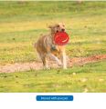 Board Children's Toy Outdoor Foldable Boomerang Pet Training Board Folding Flying Disc Toy Gift Boomerang Plate Toys.