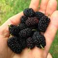 blackberry and blackberries fruit tree mulberry fruit bonsai healthy nutrition-10Pcs seeds.