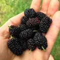 blackberry and blackberries fruit tree mulberry fruit bonsai healthy nutrition-10Pcs seeds.