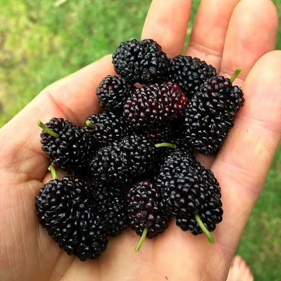 blackberry%20and%20blackberries%20fruit%20tree%20mulberry%20fruit%20bonsai%20healthy%20nutrition-10Pcs%20seeds%20-%20Image%204
