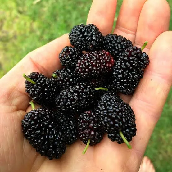blackberry%20and%20blackberries%20fruit%20tree%20mulberry%20fruit%20bonsai%20healthy%20nutrition-10Pcs%20seeds%20-%20Image%204