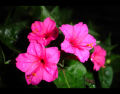 Gorgeous Pink Four O'Clock Flower (Sandhyamalati) seeds - 15 Pieces: Fragrant, Colorful, and Abundant Blooms. 