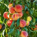 Global Sweet Peach Fruit Tree Seeds - 3 Seeds. 