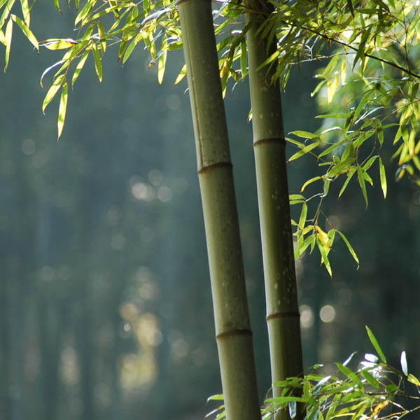 6pcs%20Garden%20Evergreen%20Arbor%20Moso%20Bamboo%20Seeds%20Courtyard%20Phyllostachys%20Pubescens%20Plants%20-%20Image%206