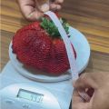 Hybrid Bari Red Strawberry -হাইব্রিড স্ট্রবেরি Imported Global Seeds - 25 Pcs Seeds Hybrid China /seeds/seed/bij. 