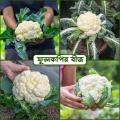 বারমাসি হাইব্রিড ফুলকপির বীজ ২০ পিস + উপহার. 