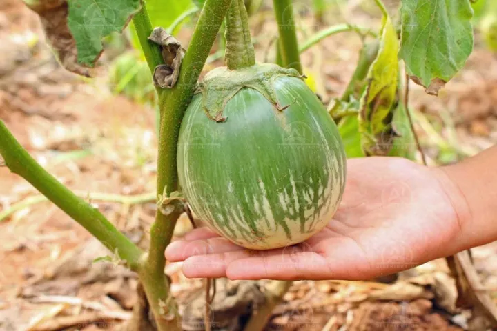 BARI-4%20Begun/%20Eggplant/%20Brinjal%20Seeds%2020%20pcs%20Re-Pack%20BADC%20-%20Image%202