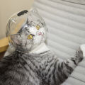 GC Pet Transparent Head Protective Space Ball Breathable Anti-bite Anti-Licking Cute Cat Ear Design Recovery Helmet. 