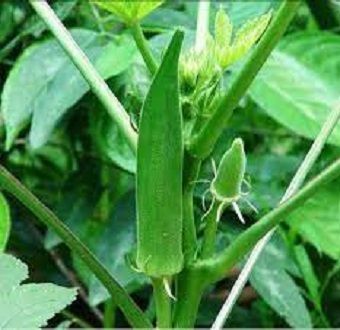 Pure%20Deshi%20Deros%20seeds%2020%20Pse%20Intack%20pack%20-%20Image%202