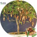 Sweet Tamarind Fruit Bonsai Seeds (মিষ্টি তেতুল বীজ)-10 Pcs Seeds. 
