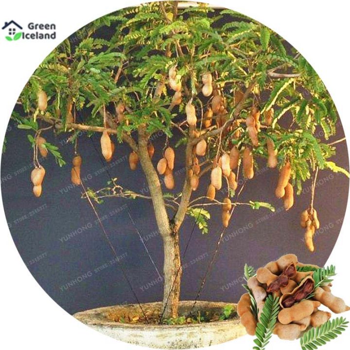 Sweet%20Tamarind%20Fruit%20Bonsai%20Seeds%20(%E0%A6%AE%E0%A6%BF%E0%A6%B7%E0%A7%8D%E0%A6%9F%E0%A6%BF%20%E0%A6%A4%E0%A7%87%E0%A6%A4%E0%A7%81%E0%A6%B2%20%E0%A6%AC%E0%A7%80%E0%A6%9C)-10%20Pcs%20Seeds%20-%20Image%203