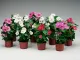 Vinca (নয়নতারা) Flower Seed - 25+ pcs Mix Color F2 Hybrid Seed. 