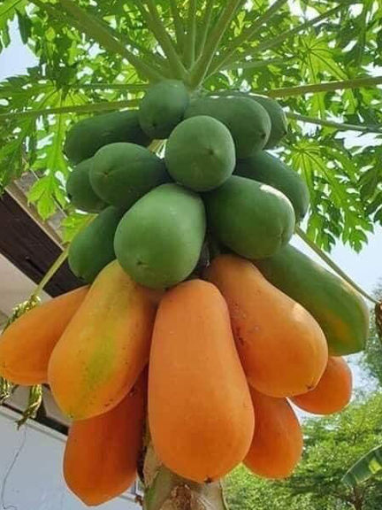 %E0%A6%AA%E0%A7%87%E0%A6%AA%E0%A7%87%20(Papaya%20seeds)%20%E0%A6%AC%E0%A6%BE%E0%A6%B0%E0%A6%AE%E0%A6%BE%E0%A6%B8%E0%A6%BF%20%E0%A6%B9%E0%A6%BE%E0%A6%87%E0%A6%AC%E0%A7%8D%E0%A6%B0%E0%A6%BF%E0%A6%A1%20%E0%A6%9C%E0%A6%BE%E0%A6%A4%E0%A7%87%E0%A6%B0%20%E0%A7%A8%E0%A7%AB+%20%E0%A6%AC%E0%A6%BF%E0%A6%9C%20-%20Image%202