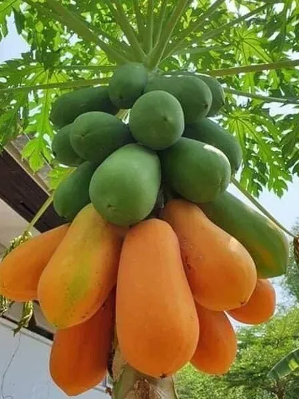 20ps/bag%20Dwarf%20hovey%20Papaya%20bonsai%20Organic%20fruit%20tree%20fruit%20plant%20papaya%20potted%20for%20home%20garden%20Seeds%20-%20Image%202