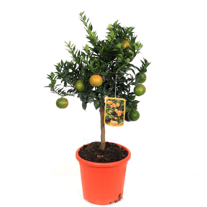 Baromashi Vietnami Sweet Malta Tree | Daraz.com.bd