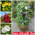 Moonflower Vinica Morning Glory -10+Seeds. 