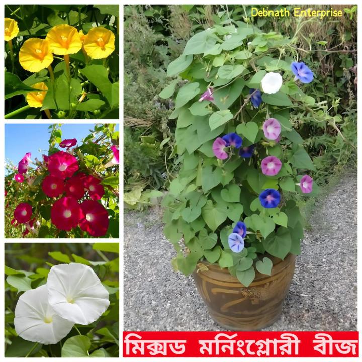 Moonflower Vinica Morning Glory -10+Seeds