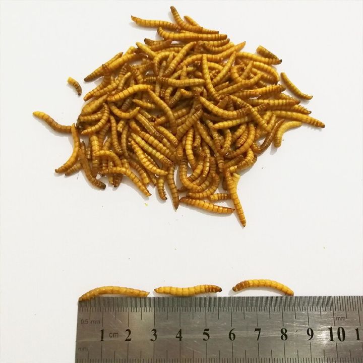 %E3%80%90Sooledead%E3%80%91%EF%BC%88NEW%EF%BC%8910g/50g%20Freeze-dried%20Mealworm%20Food%20Protein%20Farm%20Accessories%20Anthill%20Workshop%20Pet%20Hamster%20Fish%20Bird%20Snack%20Food%20-%20Image%204