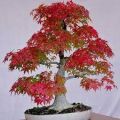 Canada Mini Red Maple Bonsai Garden Diy Bonsai Maple Tree-15 Pcs Seeds.