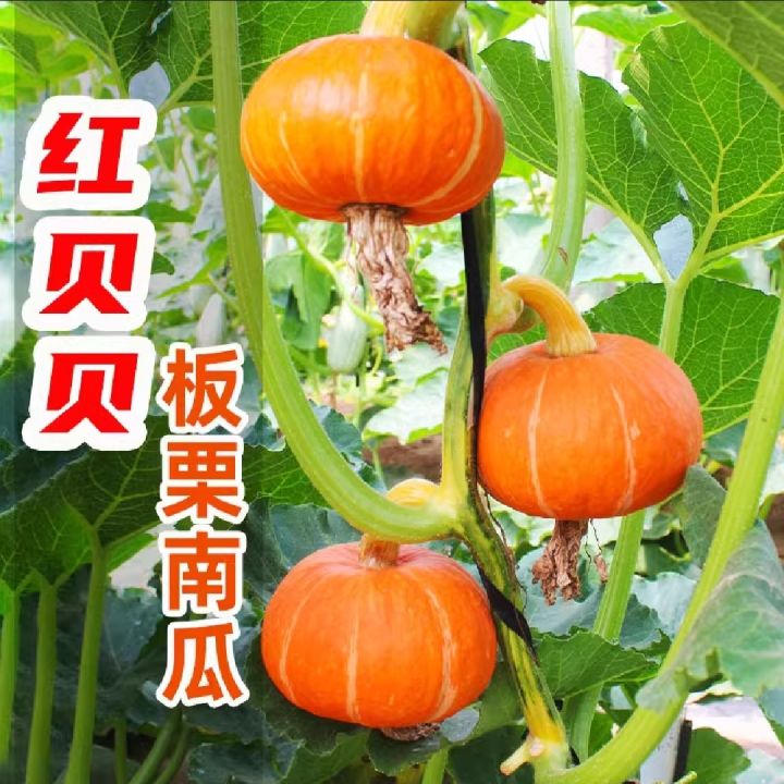 Organic%20Japanese%20Sweet%20Yellow%20Pumkin%2010+%20Seeds%20All%20Season%20-%20Image%204