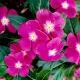 Vinca (নয়নতারা) Flower Seed - 25+ pcs Mix Color F2 Hybrid Seed. 