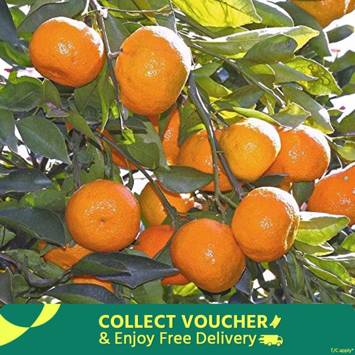 Creative Farmer Orange Tree Fruit Seeds For Terrace Garden Fruit Seeds Garden Pack - 10Pcs