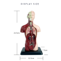 Human Body Model with 7 Removable Organ Models,Educational Organ Anatomy Model for Biological Science Learning. 