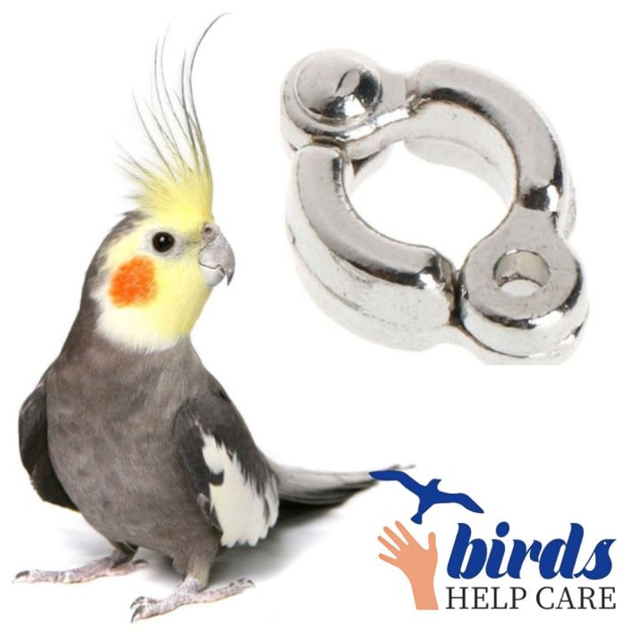 Cockatiel%20Bird%20Harness%20with%2060%20Inch%20Elastic%20&%205.5mm%20Anklet%20%E2%80%93%20Full%20Set%20Combo%20Pack%20for%20Pet%20Birds%20in%20Bangladesh%20(1PCS)%20-%20Image%204