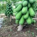 Dwarf honey Papaya bonsai Organic fruit tree fruit plant papaya potted for home garden Seeds- 20pcs..