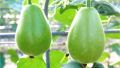গোল লাউ (All Season) Round Gourd/Lau Vegetable Seeds - 10+ Pcs Seeds. 