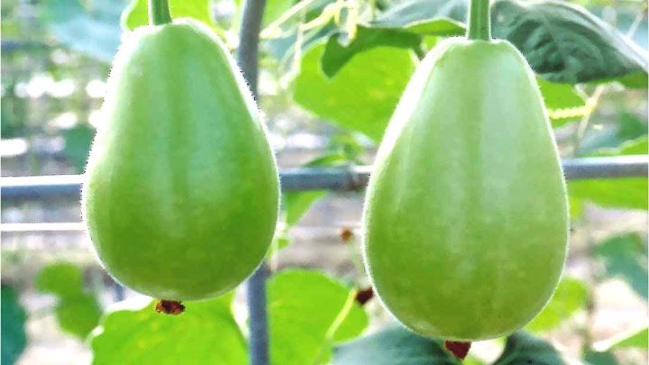 %E0%A6%97%E0%A7%8B%E0%A6%B2%20%E0%A6%B2%E0%A6%BE%E0%A6%89%20(All%20Season)%20Round%20Gourd/Lau%20Vegetable%20Seeds%20-%2010+%20Pcs%20Seeds%20-%20Image%203