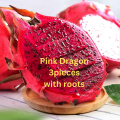 Dragon Tree  Pink  3 pcs For Home Gardening - Cutting of Dragon Fruit Plant with roots. 