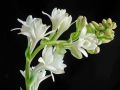 রজনিগন্ধা / Tuberose Flower 03/06/10/20 pcs Bulb Of Rojoni Gondha Flower Bulb Big Seed. 