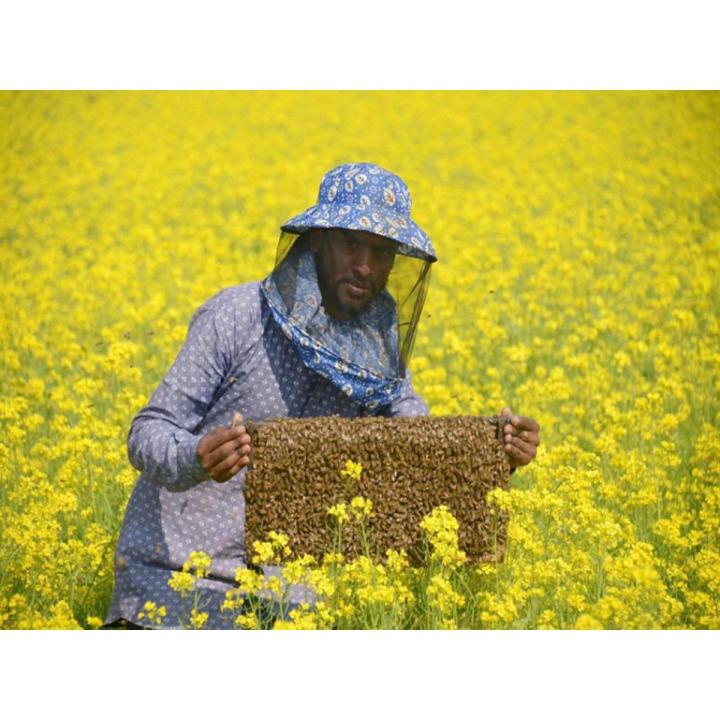 Mustard Flower natural Honey. sorisa fuler natural modhu ( 1 Kg) )