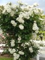 30 Pcs WhiteColour Roses Flower Seeds - 30Pcs Seeds Seeds.