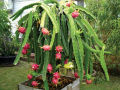 Dragon Fruits Seeds 30 pice + gift. 